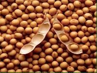 Organic Soybean