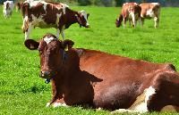 Animal Husbandry