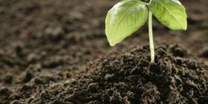 Organic Fertilizer