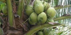 Fresh Coconut