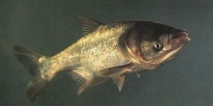 Hatched Big Head Fish