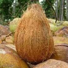 Semi Husked Coconuts