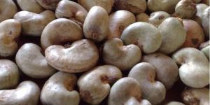 Raw Cashew Nuts