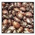 Castor Seeds