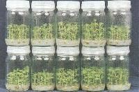 Tissue Cultured Plants