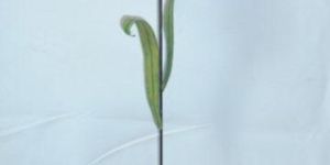 Garden Tool Accessories