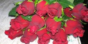 Dutch Rose Flower