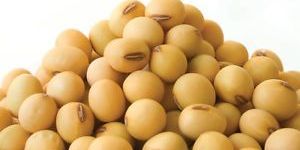 Soya Bean Seeds