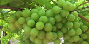 Fresh Grapes