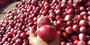 Fresh Onion