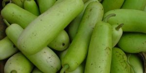 Fresh Bottle Gourd