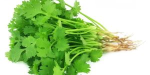 Fresh Coriander Leaves