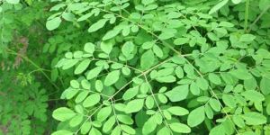 Fresh Moringa Leaves