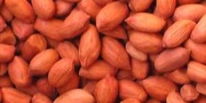 Peanut Kernels
