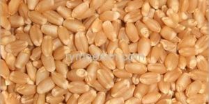 Wheat