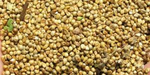 Millet Seeds