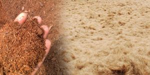 Coco Peat