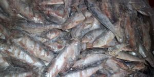 Frozen Sardine