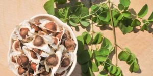 Moringa Seeds