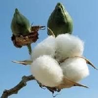 Cotton Fiber