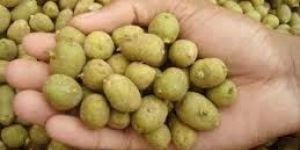 Kufri Pukhraj Potato