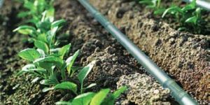 Drip Irrigation System