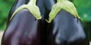 Fresh Brinjal