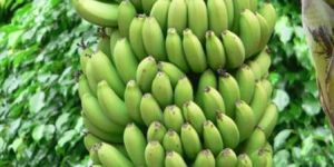 Fresh Green Banana