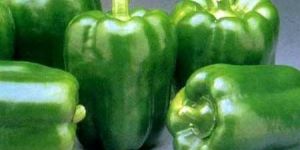 Fresh Green Capsicum