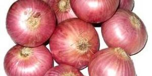 Fresh Onion