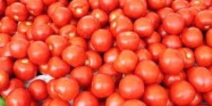 Fresh Tomato