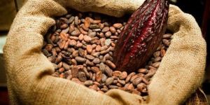 Cocoa Beans