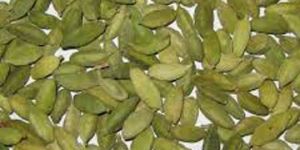 Cardamom