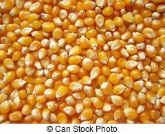 Yellow Maize