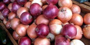 Fresh Onion
