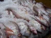 Frozen Fish