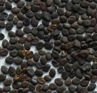 Herbal Seed