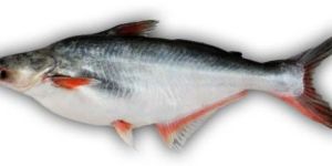 Indian Pangas Fish