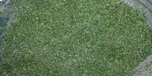 MINT LEAVES Tea Cut (TBC)