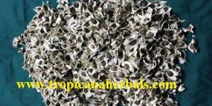 Moringa Seed