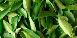 Curry Leaves