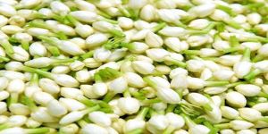 Fresh Jasmine Buds