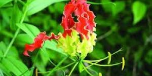 Gloriosa Superba Flower