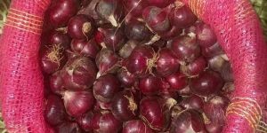 Fresh Red Onion
