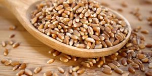 Wheat Seeds