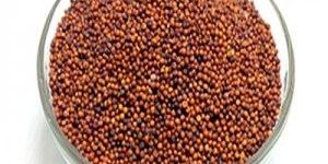 Finger Millet
