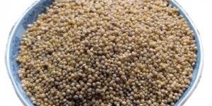 Foxtail Millet