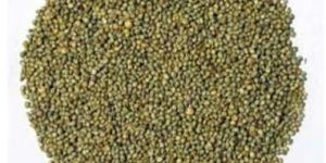 Pearl Millet