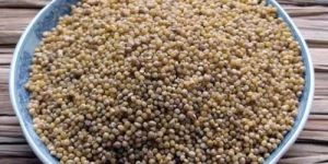 Foxtail Millet Seeds
