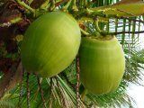 Tender Coconut